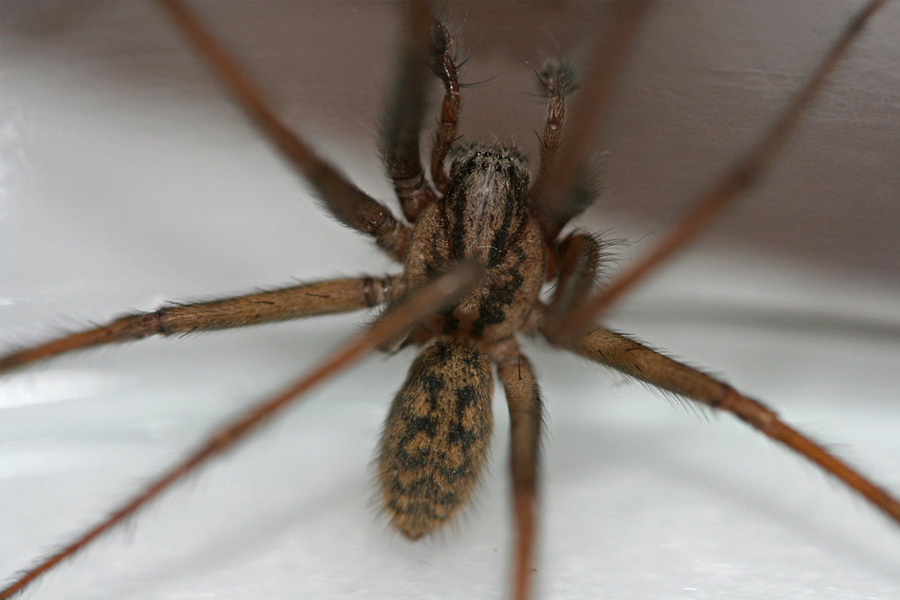 aggressive hobo spider myths