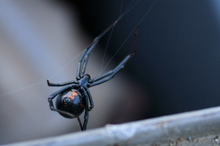 myths about black widow spiders