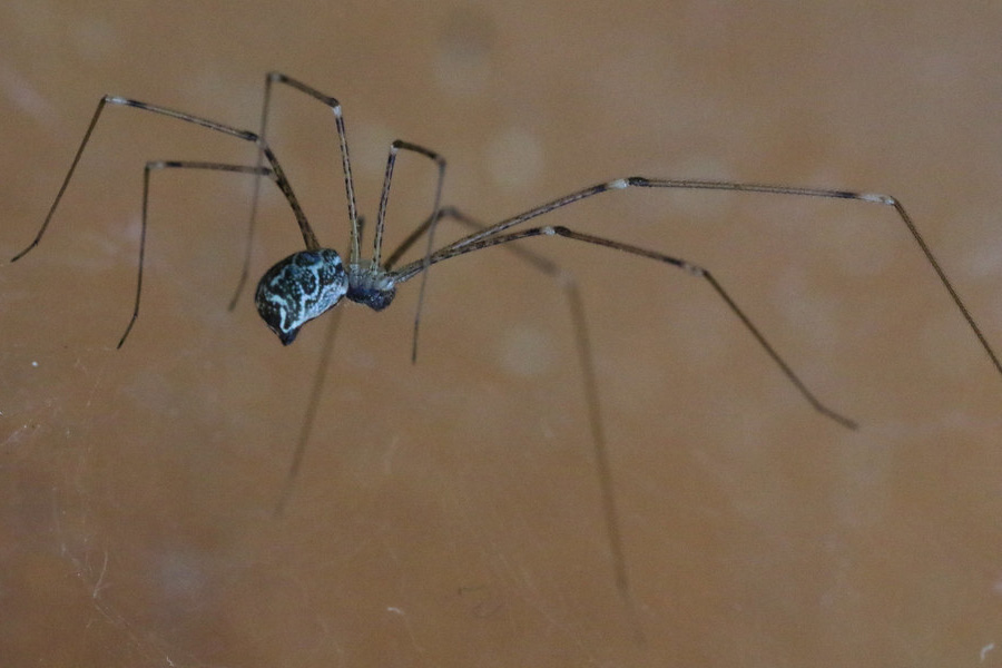 cellar spider