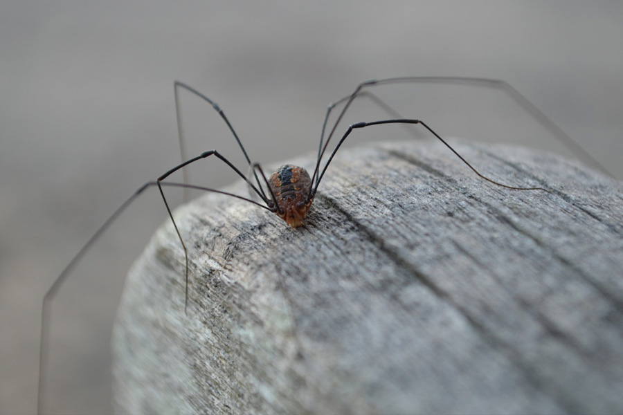 daddy longleg spider