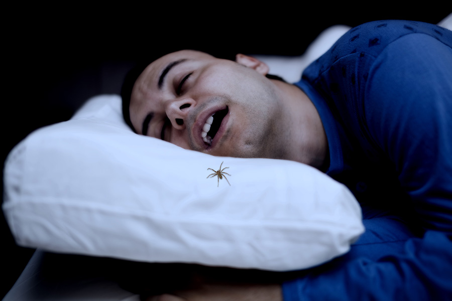 myths about eating spiders in sleep