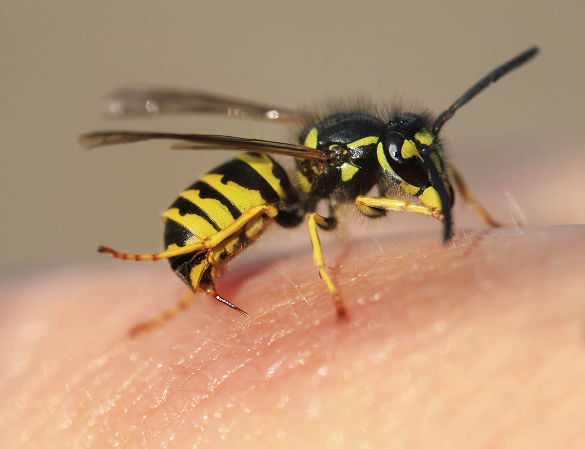 bee sting - pestex idaho - bee exterminator