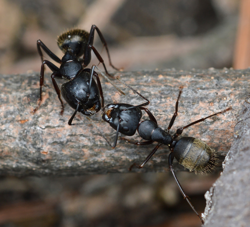 carpenter ant exterminator