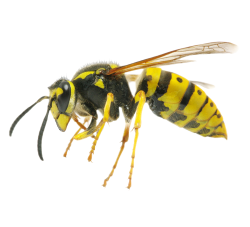 idaho hornet exterminator