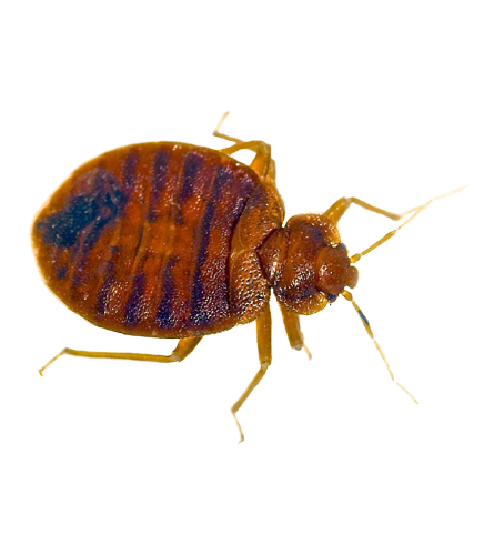 idaho bed bug exterminator