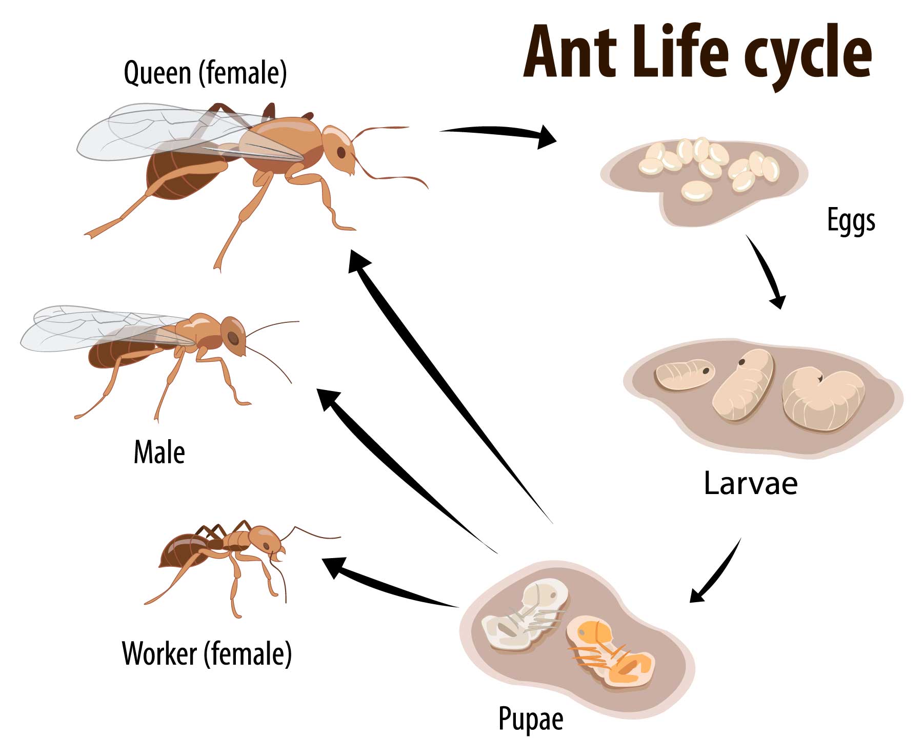 pestex idaho ant lifecycle