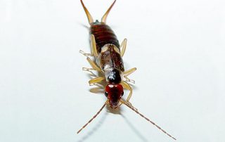 idaho earwig exterminator